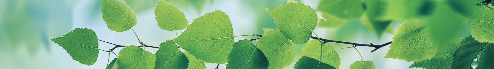 Green leaves on a tree.